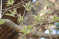 Madhuca longifolia var. latifolia